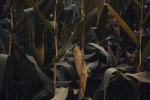 4,2 milliárdos uniós mentőöv az aszálykáros kukoricatermelőknek