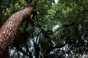 1600 nemesnyárral zöldül az Ős-Dráva projekt területe